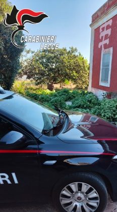 Continuano i controlli dei carabinieri in tutto il Salento. Droga, contanti e una piantagione di marijuana casalinga: in due nei guai - Corriere Salentino