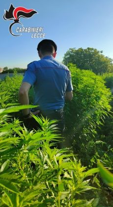 Continuano i controlli dei carabinieri in tutto il Salento. Droga, contanti e una piantagione di marijuana casalinga: in due nei guai - Corriere Salentino