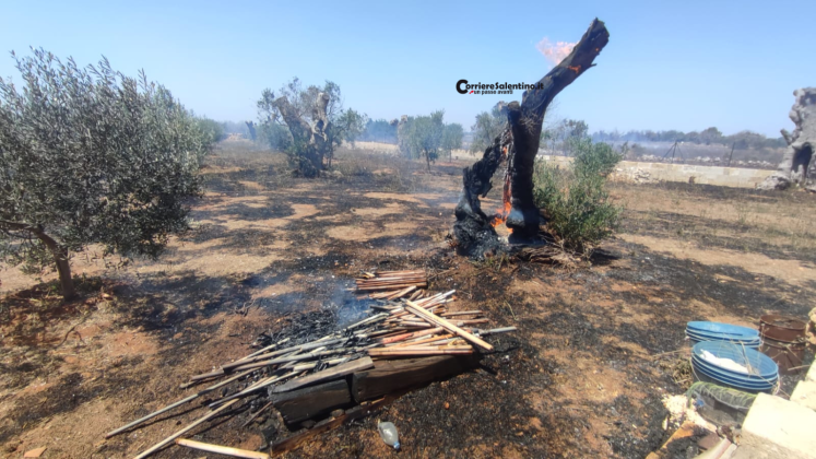 Paura nelle campagne del Salento: ulivi in fiamme a pochi passi dalle abitazioni - Corriere Salentino