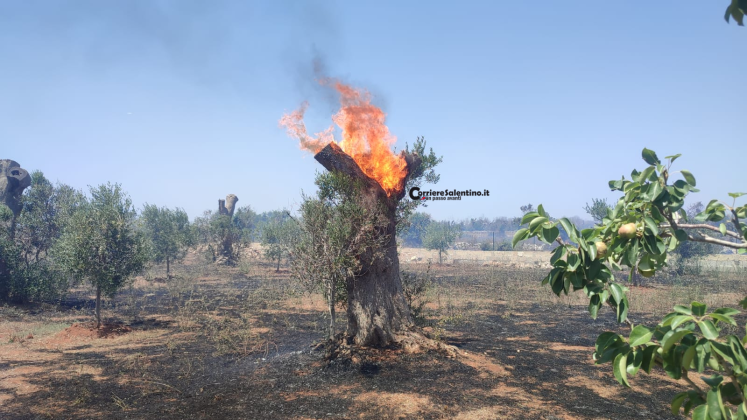 Paura nelle campagne del Salento: ulivi in fiamme a pochi passi dalle abitazioni - Corriere Salentino