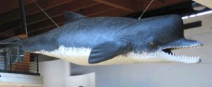 Zygophyseter, vissuto 9 milioni di anni fa nelle acque salentine, al museo dell’ambiente dell’Università del Salento - Corriere Salentino