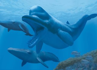 Zygophyseter, vissuto 9 milioni di anni fa nelle acque salentine, al museo dell’ambiente dell’Università del Salento