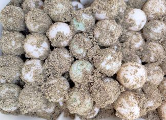 Le Caretta Caretta depongono le uova sul litorale di Ugento