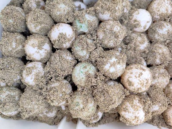 Le Caretta Caretta depongono le uova sul litorale di Ugento - Corriere Salentino