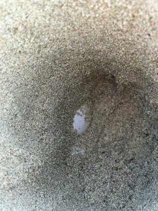 Le Caretta Caretta depongono le uova sul litorale di Ugento - Corriere Salentino