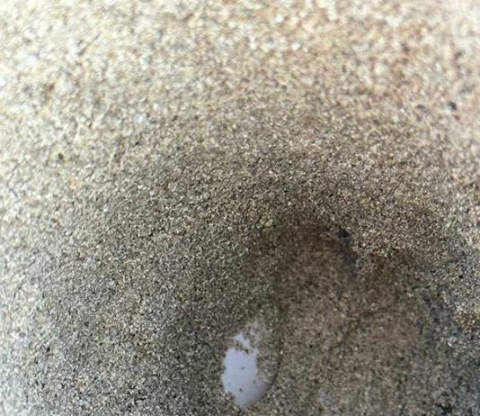 Consorzio di Torre Guaceto: aumentano i nidi di tartaruga marina sulla costa brindisina, cittadini di aiutateci a proteggerli