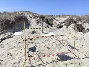 Bentornata “Caretta Caretta”, la tartaruga marina nidifica a Torre Rinalda - Corriere Salentino