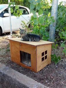Colonie feline, arrivano le “postazioni pappa” a Nardò - Corriere Salentino