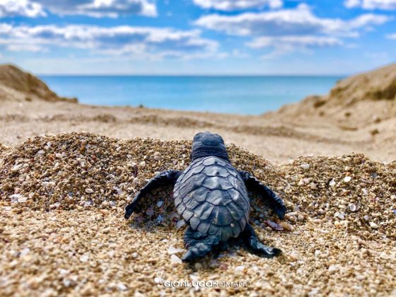 La Caretta caretta torna a nidificare. Schiuse le prime quattro uova delle trenta salvate, iniziata la splendida corsa verso il mare - Corriere Salentino