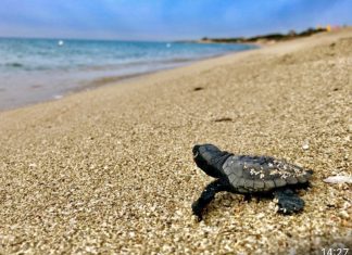 Area marina protetta di Porto Cesareo, la Caretta Caretta torna a nidificare