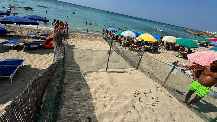 La Caretta caretta torna a nidificare. Schiuse le prime quattro uova delle trenta salvate, iniziata la splendida corsa verso il mare - Corriere Salentino