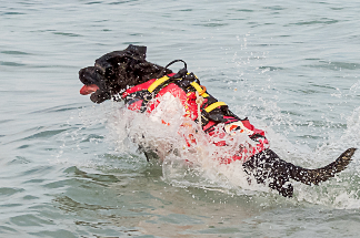 Achille il cane bagnino a San Cataldo pronto a salvare i bagnanti in difficoltà