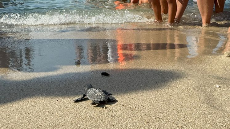 Caretta caretta Bis. Seconda nidificazione nella Riserva Nazionale Marina, questa volta a Punta Prosciutto - Corriere Salentino