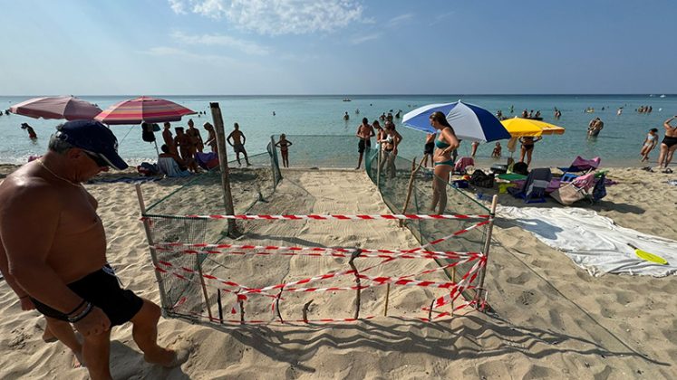Caretta caretta Bis. Seconda nidificazione nella Riserva Nazionale Marina, questa volta a Punta Prosciutto - Corriere Salentino