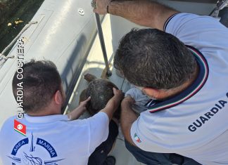 Ingerisce una lenza completa di amo, salvata una Caretta Caretta al largo di Porto Cesareo