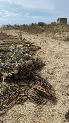 Area Marina Protetta Porto Cesareo, distrutti i muretti a secco per arrivare più velocemente al mare - Corriere Salentino