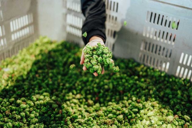 A Leverano festa del raccolto del luppolo “salentino”, presto una cooperativa agricola dedicata - Corriere Salentino