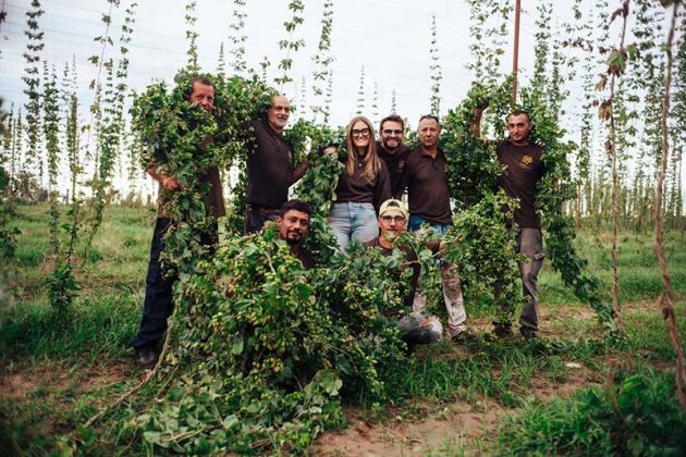 A Leverano festa del raccolto del luppolo “salentino”, presto una cooperativa agricola dedicata - Corriere Salentino