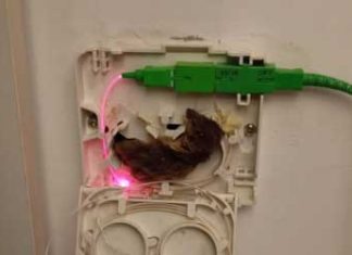 Lecce, topi all’attacco dei cavi della fibra in appartamenti, uffici e condomini