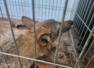 Investita da un’auto e lasciata ferita sulla statale, lupacchiotta salvata dalle guardie zoofile