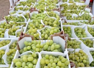 Annata record per la produzione di uva da tavola in Puglia