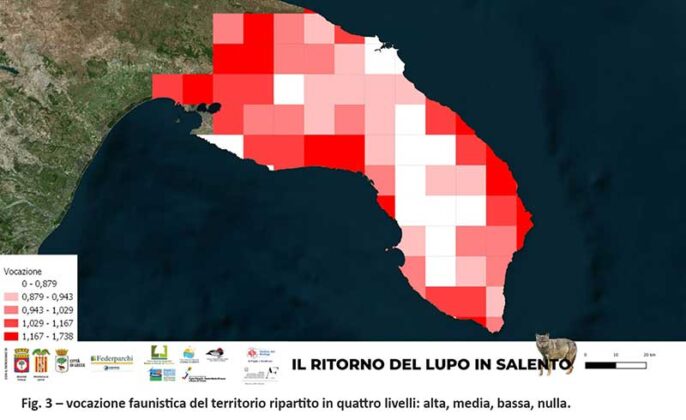 Convivenza con il lupo nel Salento: dalla Provincia piano di monitoraggio e vademecum - Corriere Salentino