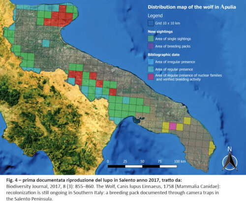 Convivenza con il lupo nel Salento: dalla Provincia piano di monitoraggio e vademecum - Corriere Salentino