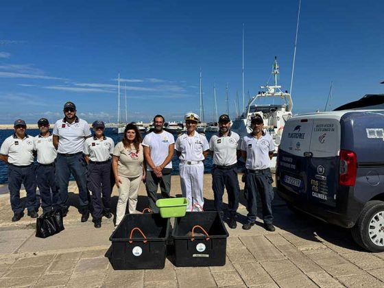 Tre tartarughe marine rilasciate in mare al porto di Gallipoli - Corriere Salentino