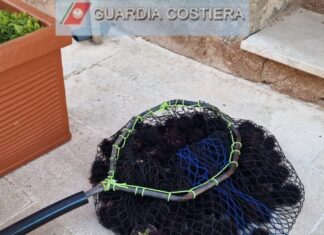 A pesca di ricci di mare nonostante il divieto fino al 2025: per un pescatore scatta sanzione fino a 6.000 euro