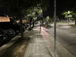 Crolla un albero in Viale dell’Università: il tronco tra il parcheggio e la strada - Corriere Salentino