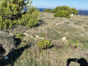 Reportage a Baia dell'Orte, percorso pubblico libero nel tesoro naturalistico, ma fruizione selvaggia. Auto ovunque. Ecco la via privata contestata - Corriere Salentino
