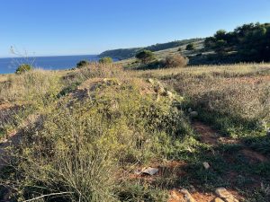 Reportage a Baia dell'Orte, percorso pubblico libero nel tesoro naturalistico, ma fruizione selvaggia. Auto ovunque. Ecco la via privata contestata - Corriere Salentino