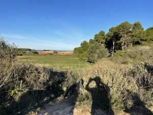 Reportage a Baia dell'Orte, percorso pubblico libero nel tesoro naturalistico, ma fruizione selvaggia. Auto ovunque. Ecco la via privata contestata - Corriere Salentino