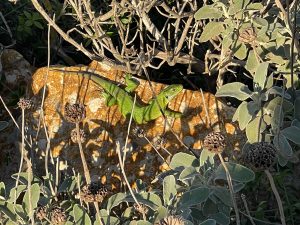 Reportage a Baia dell'Orte, percorso pubblico libero nel tesoro naturalistico, ma fruizione selvaggia. Auto ovunque. Ecco la via privata contestata - Corriere Salentino