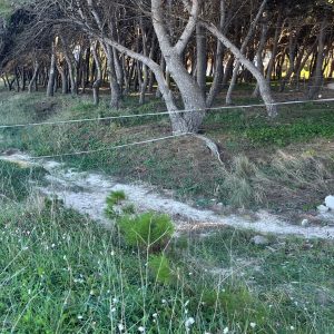 Reportage a Baia dell'Orte, percorso pubblico libero nel tesoro naturalistico, ma fruizione selvaggia. Auto ovunque. Ecco la via privata contestata - Corriere Salentino