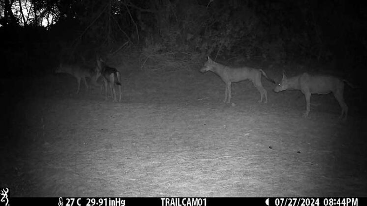 Convivenza con il lupo nel Salento: dalla Provincia piano di monitoraggio e vademecum - Corriere Salentino