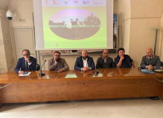 Convivenza con il lupo nel Salento: dalla Provincia piano di monitoraggio e vademecum