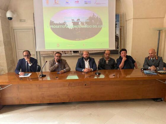 Convivenza con il lupo nel Salento: dalla Provincia piano di monitoraggio e vademecum - Corriere Salentino