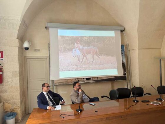 Convivenza con il lupo nel Salento: dalla Provincia piano di monitoraggio e vademecum - Corriere Salentino