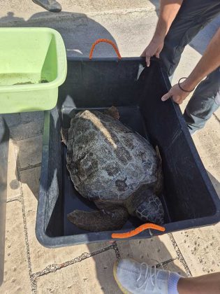 Tre tartarughe marine rilasciate in mare al porto di Gallipoli - Corriere Salentino