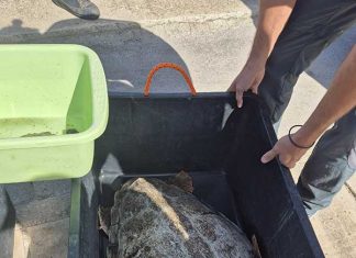 Tre tartarughe marine rilasciate in mare al porto di Gallipoli