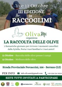 Tutto pronto per la Terza edizione di Raccoglimi, La raccolta delle olive organizzata da Olivami - Corriere Salentino