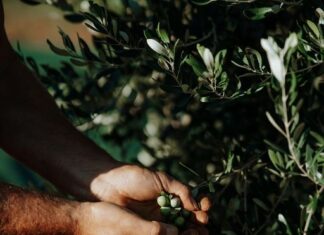 A Casarano tre giorni di festa dedicati all’olio nuovo post Xylella