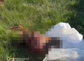 Orrore nel Salento, trovato un altro cavallo decapitato e smembrato: il sospetto della macellazione abusiva