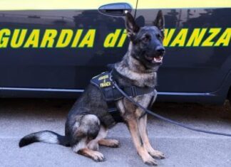 Spaccio e uso di droga, fenomeno diffuso: il bilancio della finanza per i primi 6 mesi dell’anno