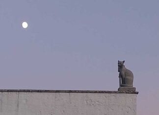 “Andare a Sud… per restare: l’avventura di Patience Gray” al VII Festival Internazione di Public History