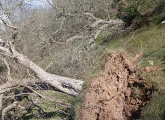Ristori per la Xylella, a rischio le risorse del 2020. “Colpo di grazia al mondo olivicolo”. Il Movimento Spontaneo Agricoltori appoggia l’iniziativa MRS