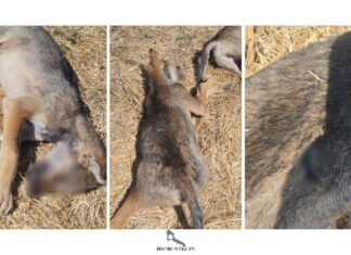 Identificato il bracconiere che uccise un lupo a Castiglione D’Otranto, ma non si ferma la mattanza nel Salento