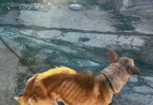 Cronaca - Corriere Salentino