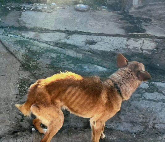 Nuovo spot della Polizia di Stato contro l’abbandono di animali nel periodo estivo